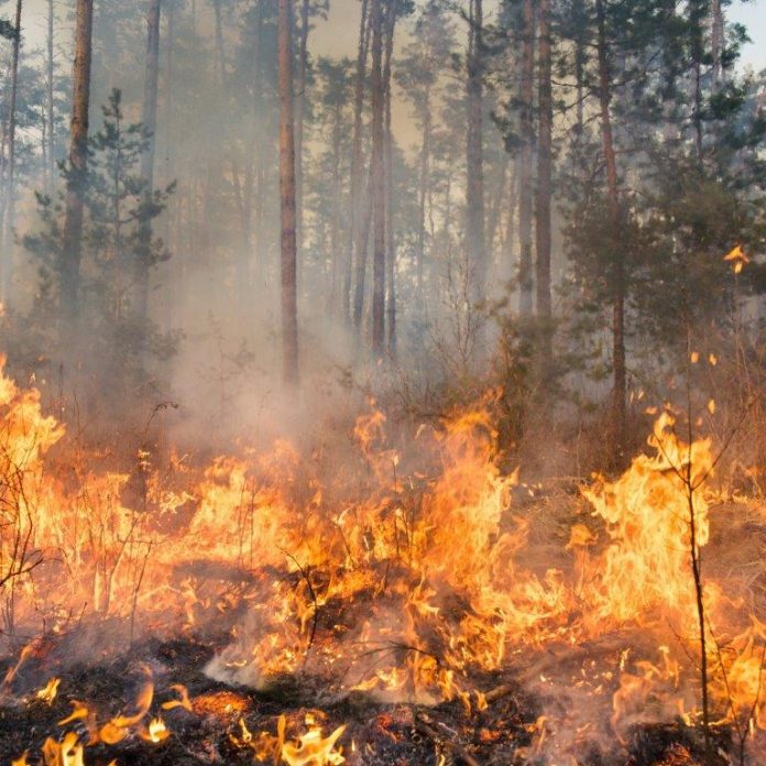 Burning debris blown by the wind, known as burning brands, are a major factor in fire propagation.